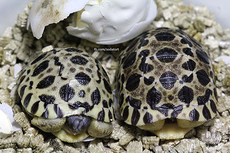 Radiated tortoises at Soda's Tortoise Garden Philippines